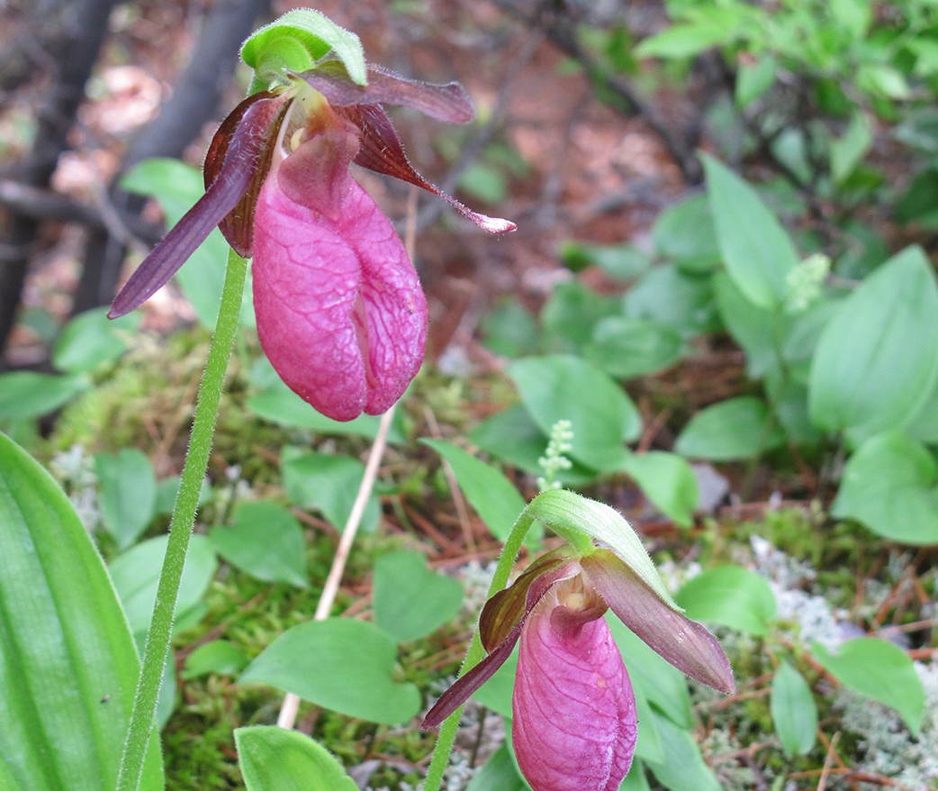 Minnesota’s coveted native orchids | Friends of the Mississippi River