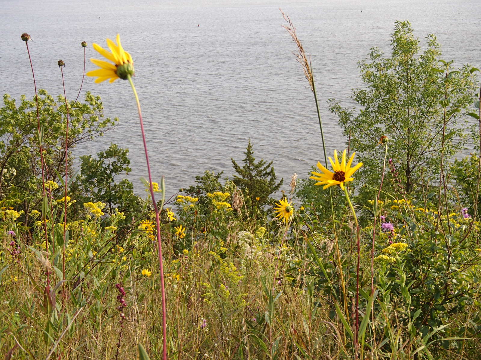 prairie plants on bluff over river