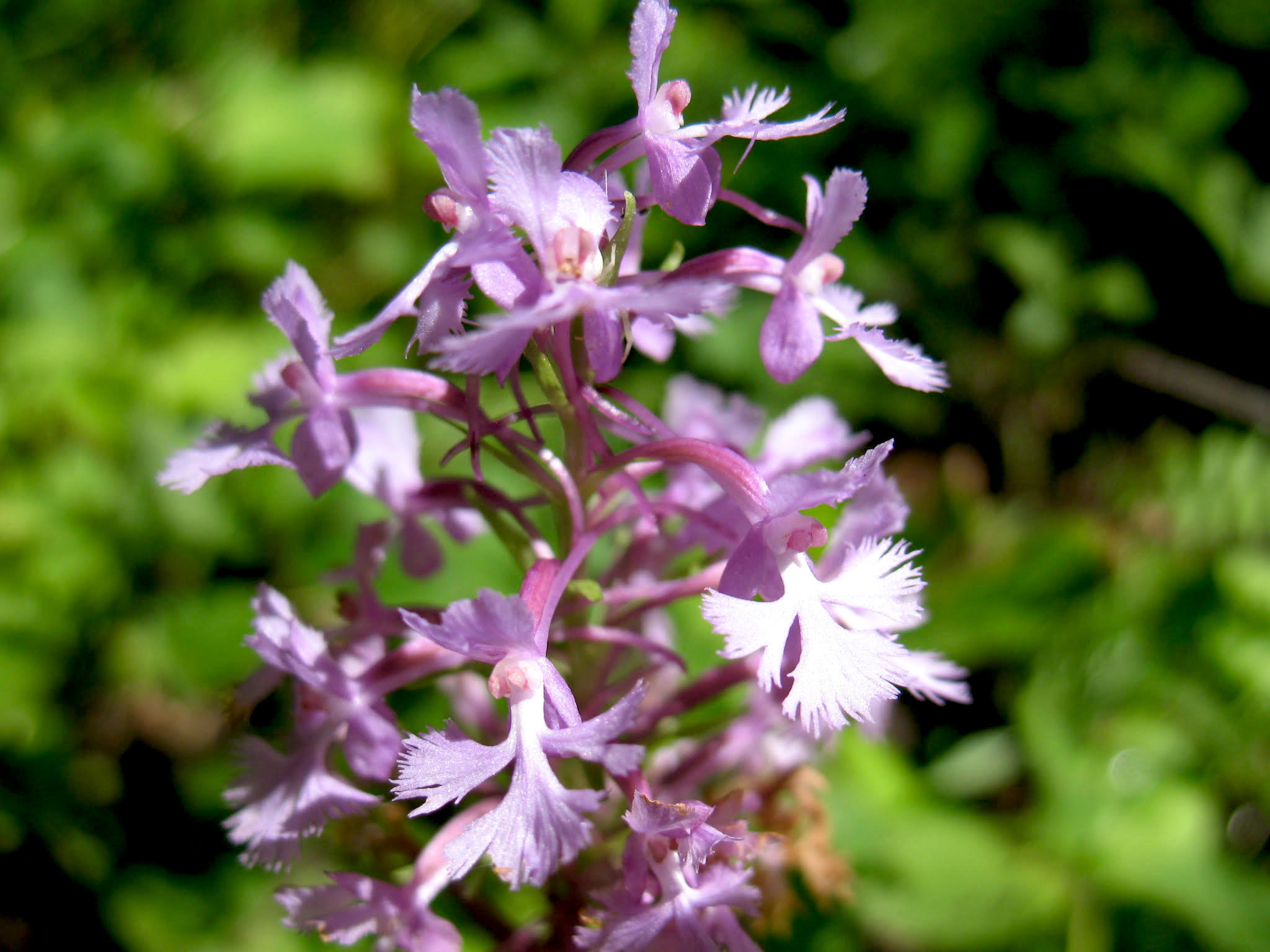 Minnesota’s coveted native orchids | Friends of the Mississippi River