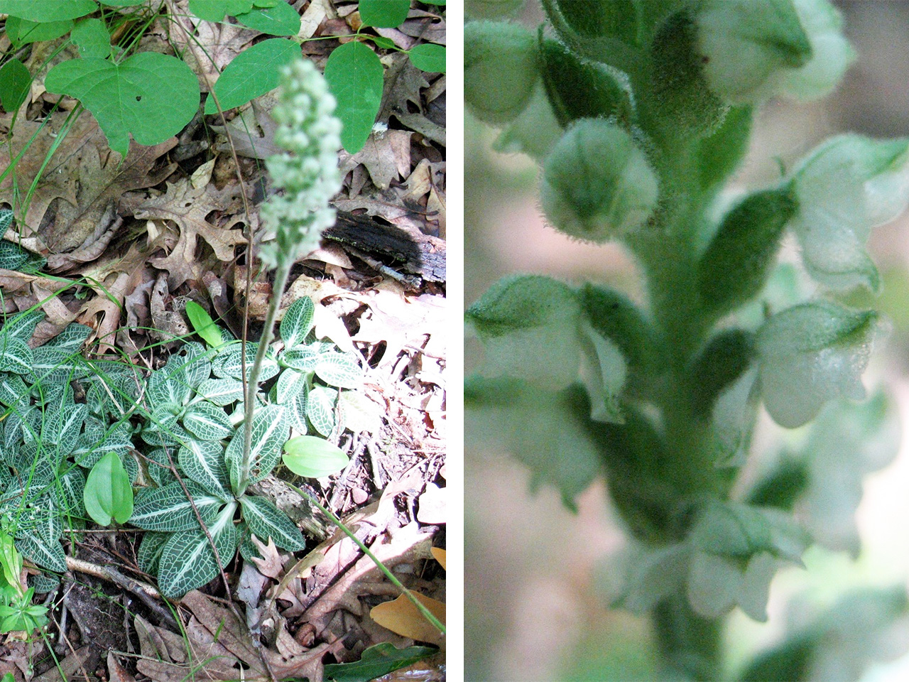 Minnesota’s coveted native orchids | Friends of the Mississippi River