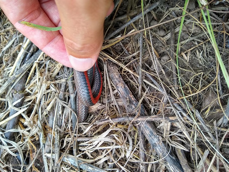 Red-bellied snake