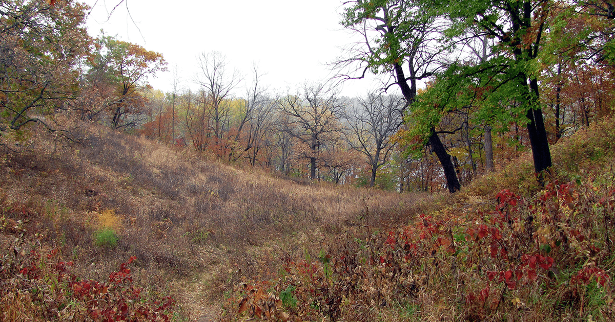 Oak savanna and prairie