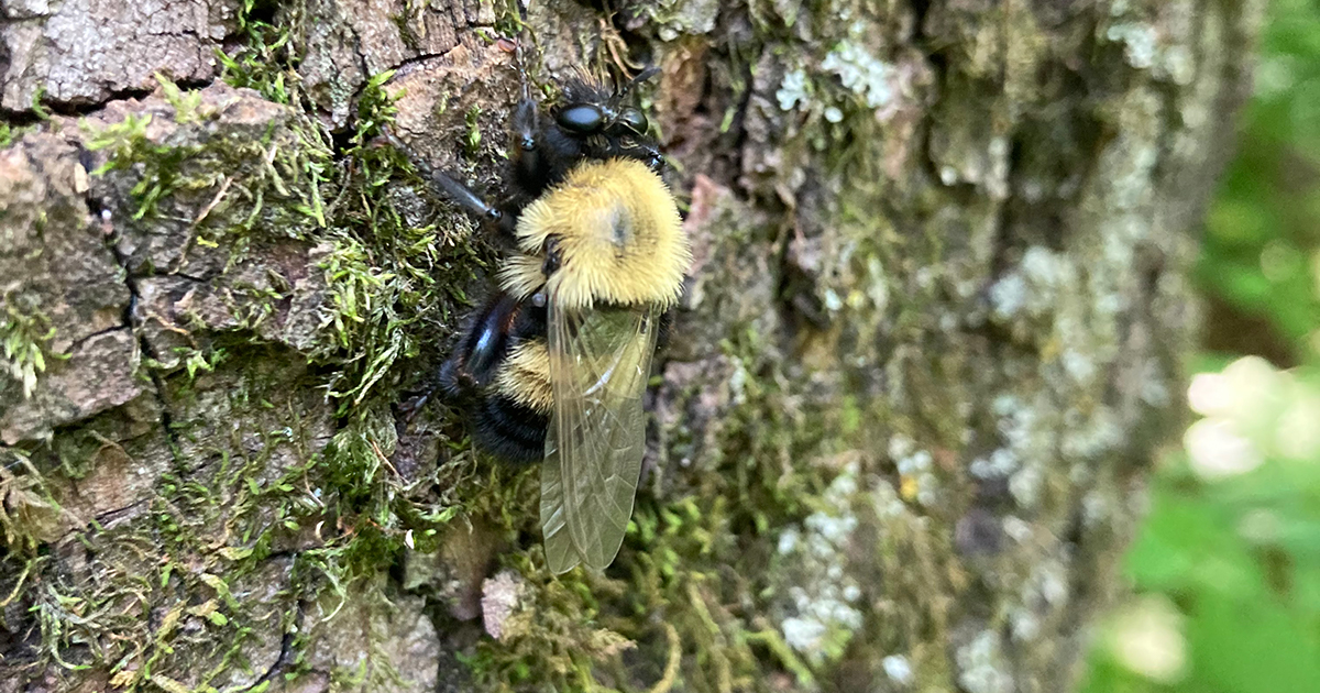 Robber fly