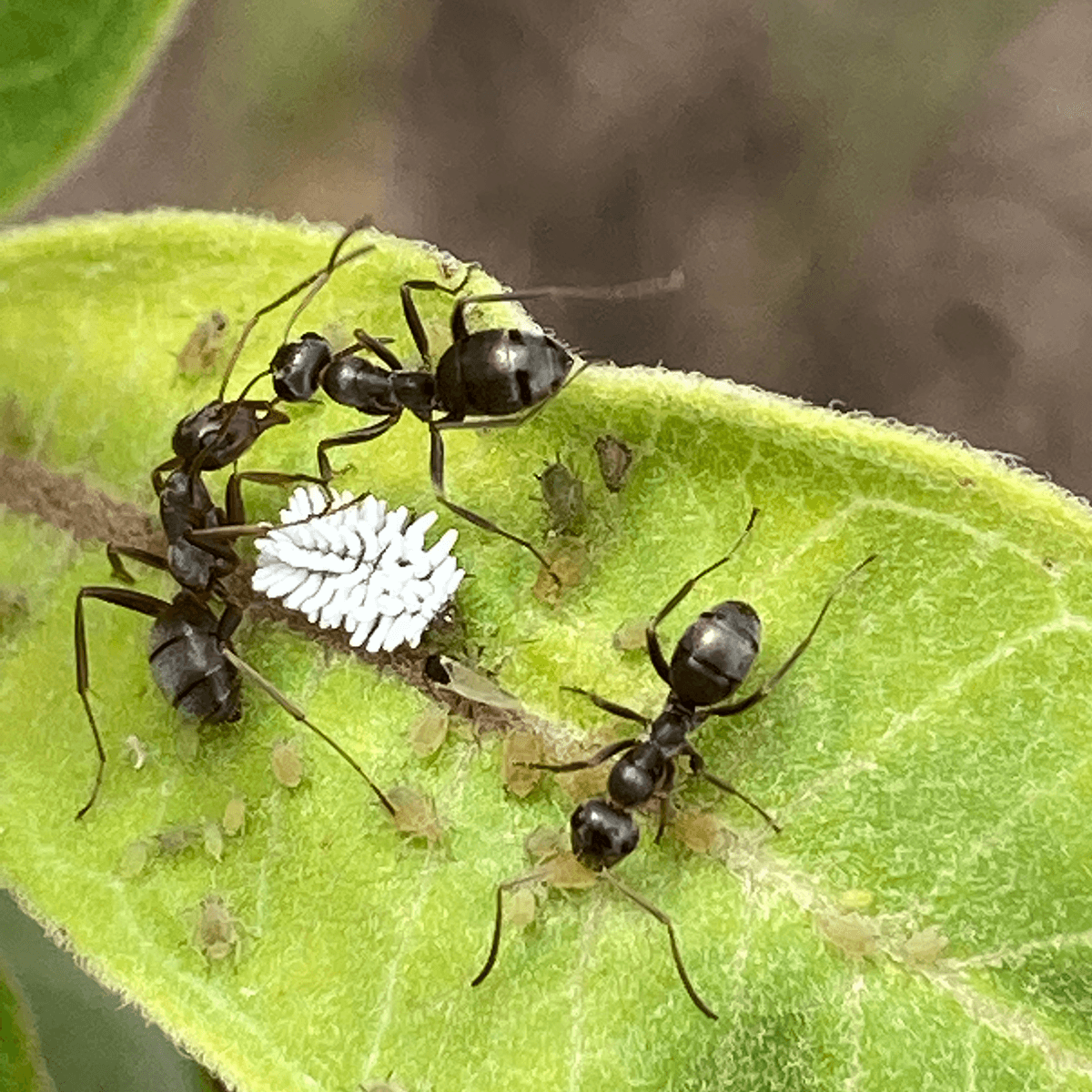 Ants and aphid larvae on a leaf