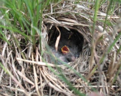 What to Do When You Find a Baby Bird on the Ground – Chirp Nature Center