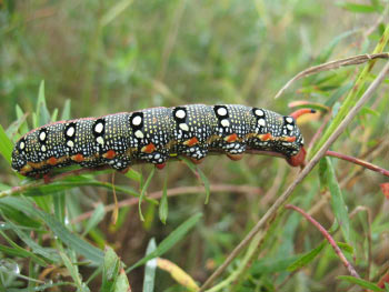 [Photo: leafy spurge hawkmoth]