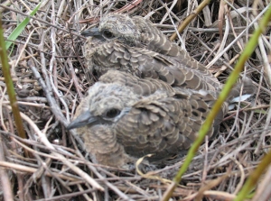 [Photo: Mourning dove chicks.]