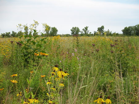 [Photo: Empire wet meadow/wet prairie restoration site]