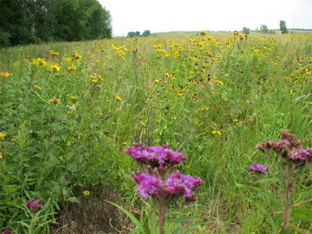 [Photo: Empire wet meadow/wet prairie restoration site]