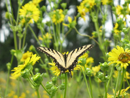 [Photo: Swallowtail butterfly]