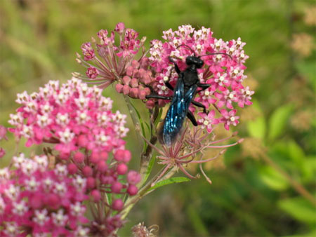 [Photo: Wasp on swamp milkweed]