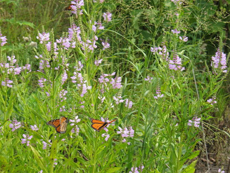 [Photo: Monarch butterflies on obedient plant]