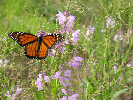 [Photo: Monarch butterfly on obedient plant]