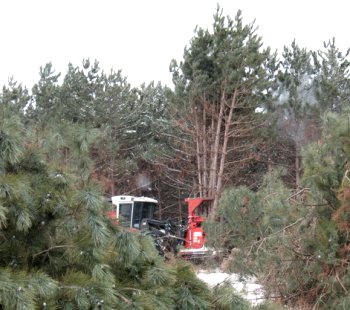 [Photo: Hot saw grapping several trees]