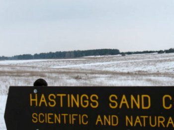 [Photo: The stand of trees from the entrance to the Scientific and Natural Area]