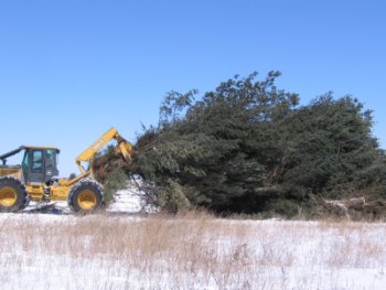 [Photo: Tractor stacking trees for later removal]