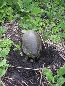 painted turtles laying eggs