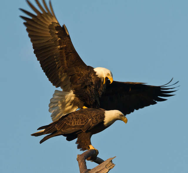 Eagle Gallery: How Do Bald Eagles Mate