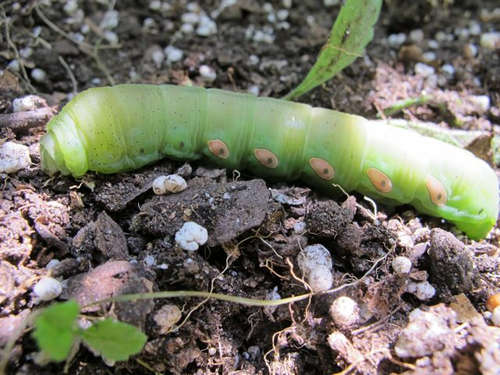 moth caterpillar identification