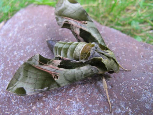 Green Sphinx Moth