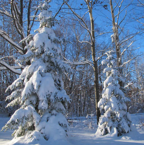 'O Christmas tree, O Christmas tree...' | Friends of the Mississippi River