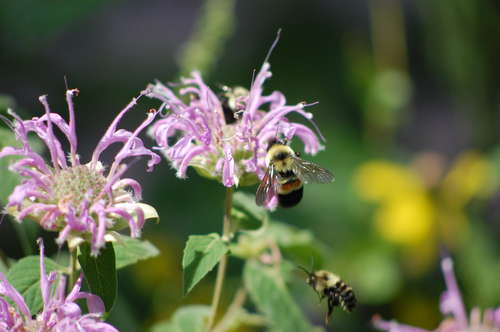Tricking Bees Pollinators