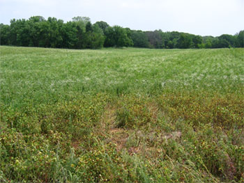 [Photo: The Rosemount Preserve]