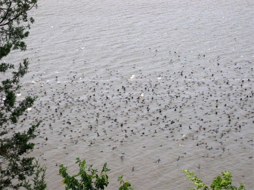 [Photo: Migrating cormorants and pelicans.]
