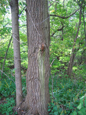 [Photo: Large Siberian Elm along bluffs, October 2005.]