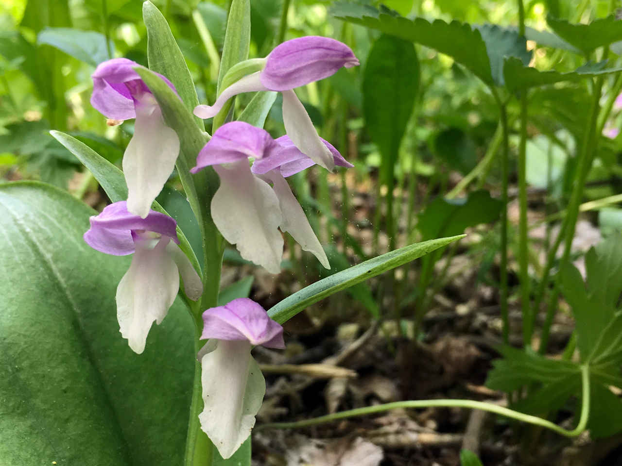 Minnesota’s coveted native orchids | Friends of the Mississippi River