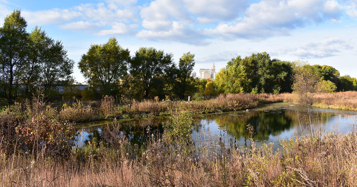 Pond surrounded by prairie, St. Paul skyline in the distance