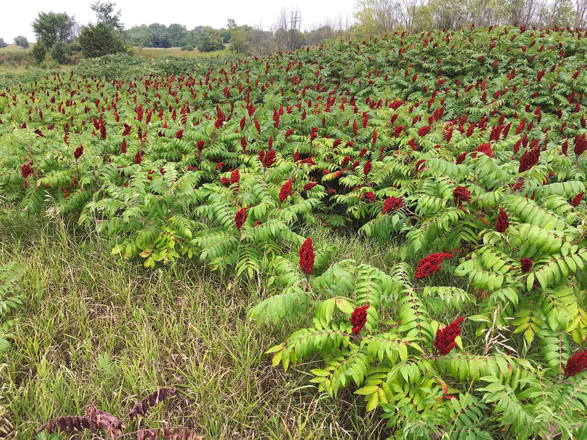 Smooth sumac