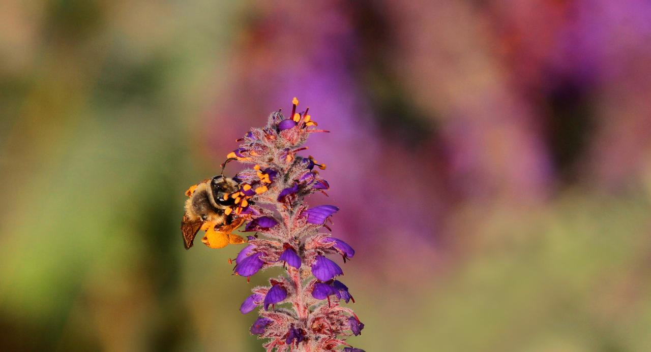 Wild bee on a lead plant prairie flower in Minnesota. Wild bee on a lead plant prairie flower in Minnesota.