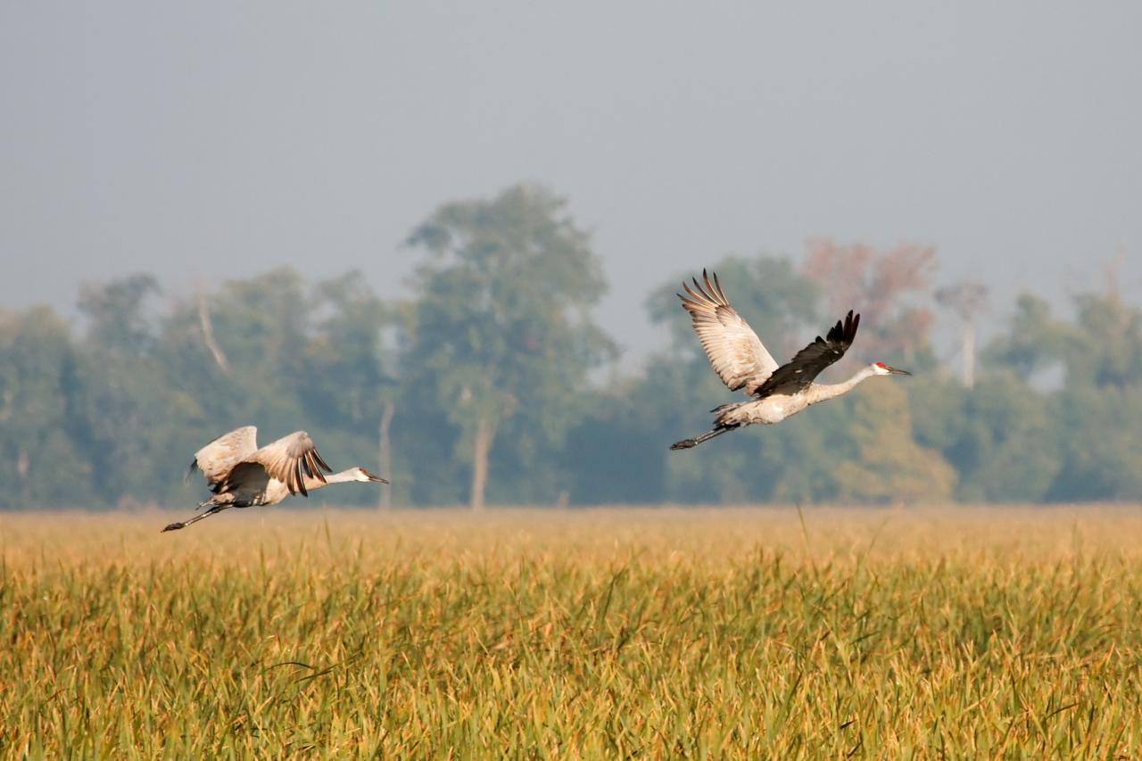 Sandhill cranes in flight Sandhill cranes in flight