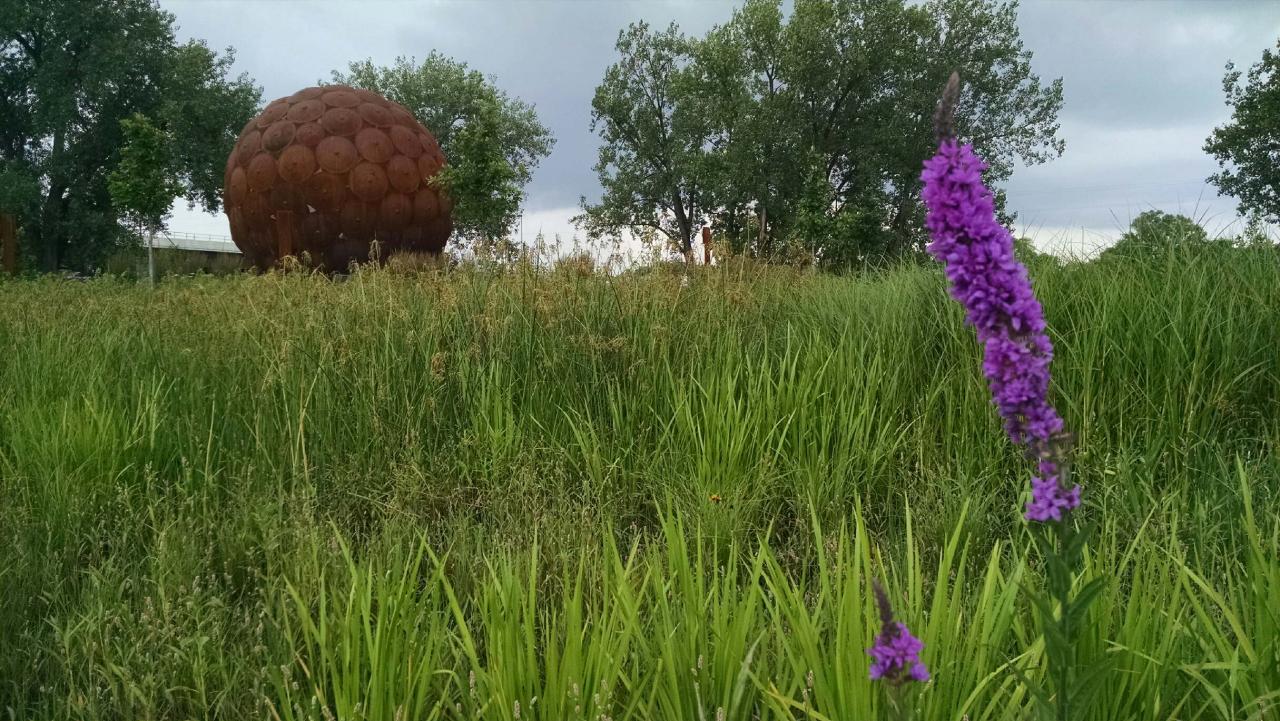 Sheridan Memorial Park Raingarden Tending Friends Of The