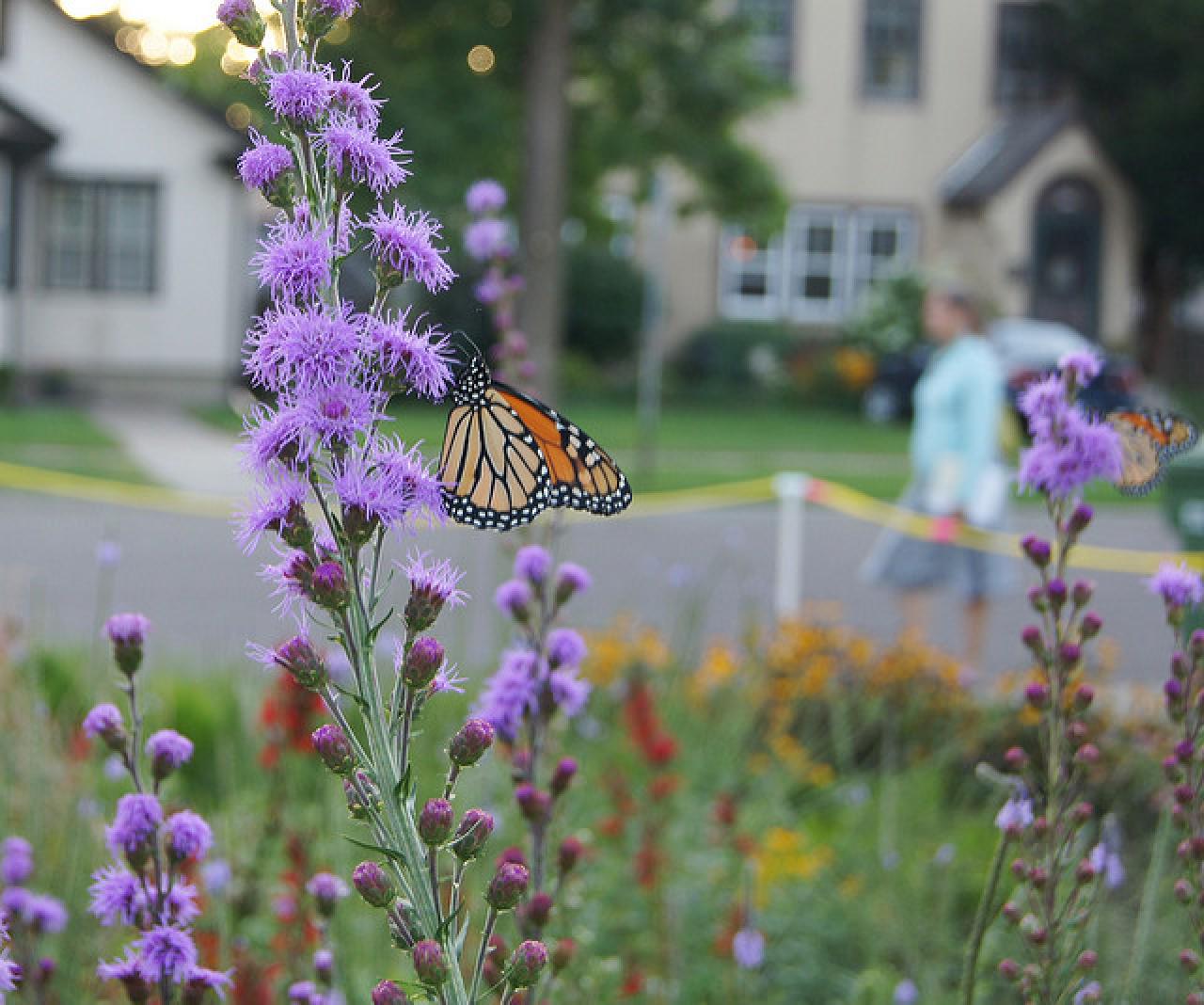 Rain garden Liatris and monarch