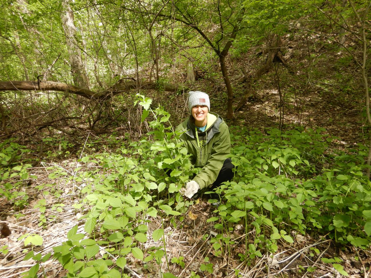Volunteer with garlic mustard A volunteer pulls garlic mustard at Crosby Farm Regional Park