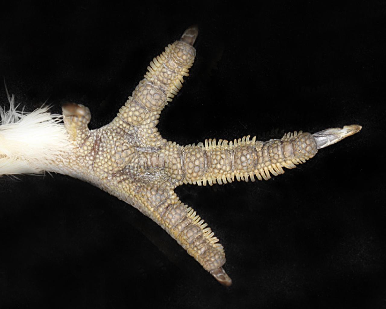 grouse foot showing pectination grouse foot showing pectination