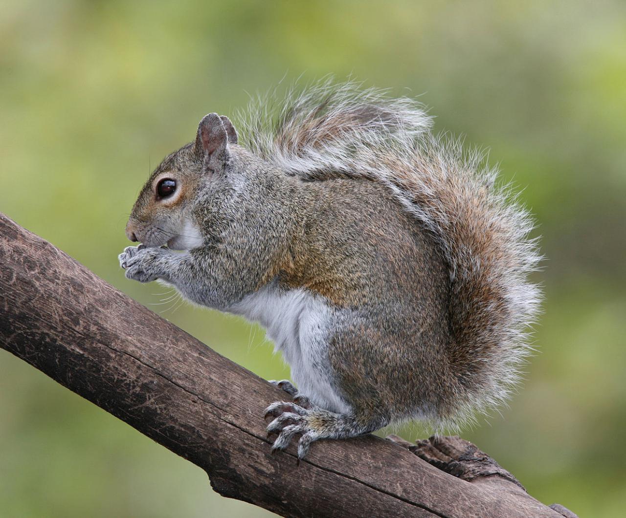 Gray squirrel feeding on a tree branch