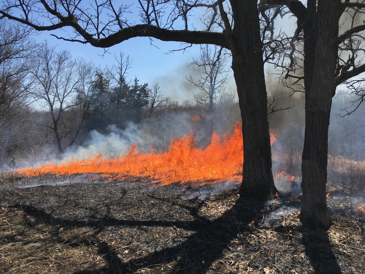 A prescribed burn rolls through a blufftop prairie at the Flint Hills Pind Bend Bluffs restoration site.