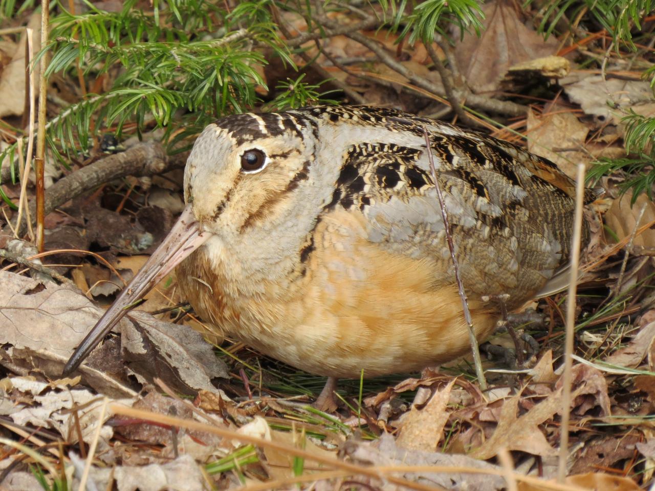 American woodcock American woodcock