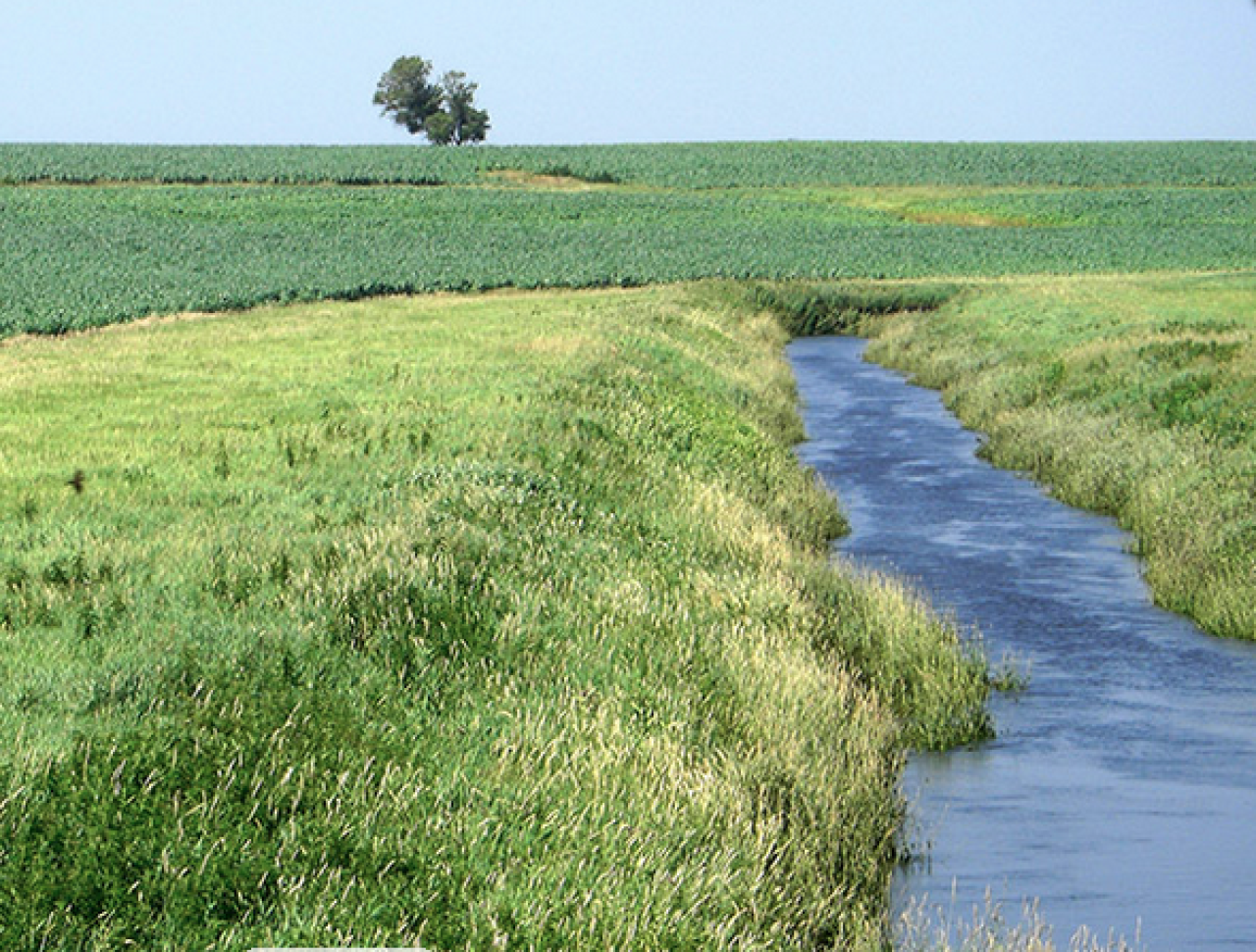 Buffers of perennial vegetation help protect Minnesota's land, water, and wildlife