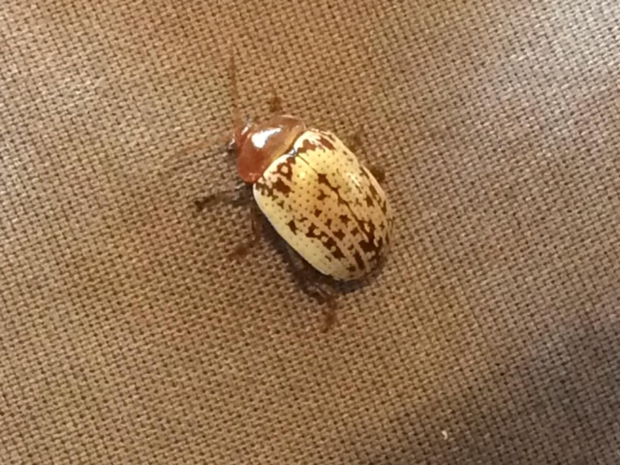 Sumac flea beetle.