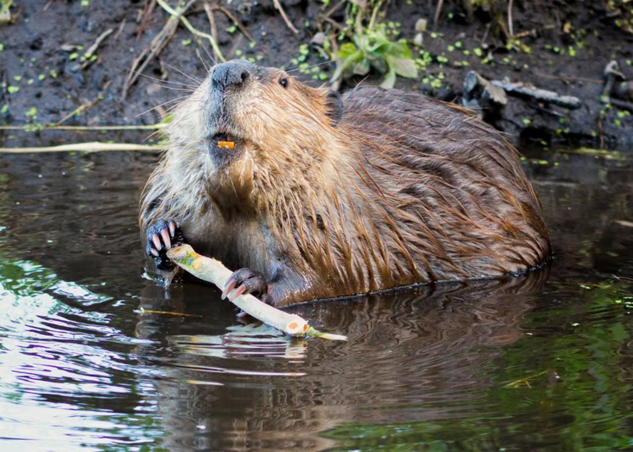 Thank you, beaver! Thank you, beaver!