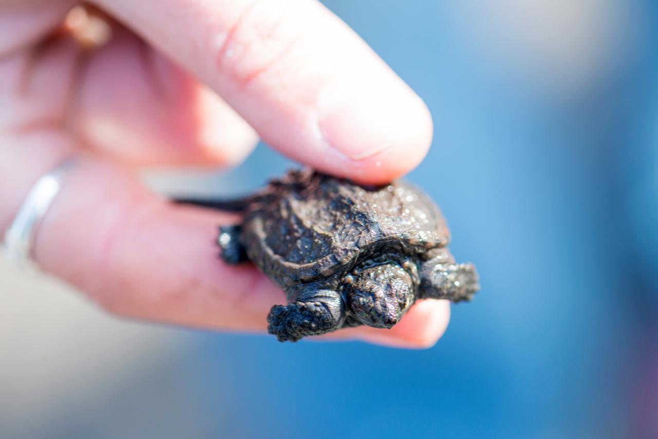 snapping turtle hatchlings protected from predators
