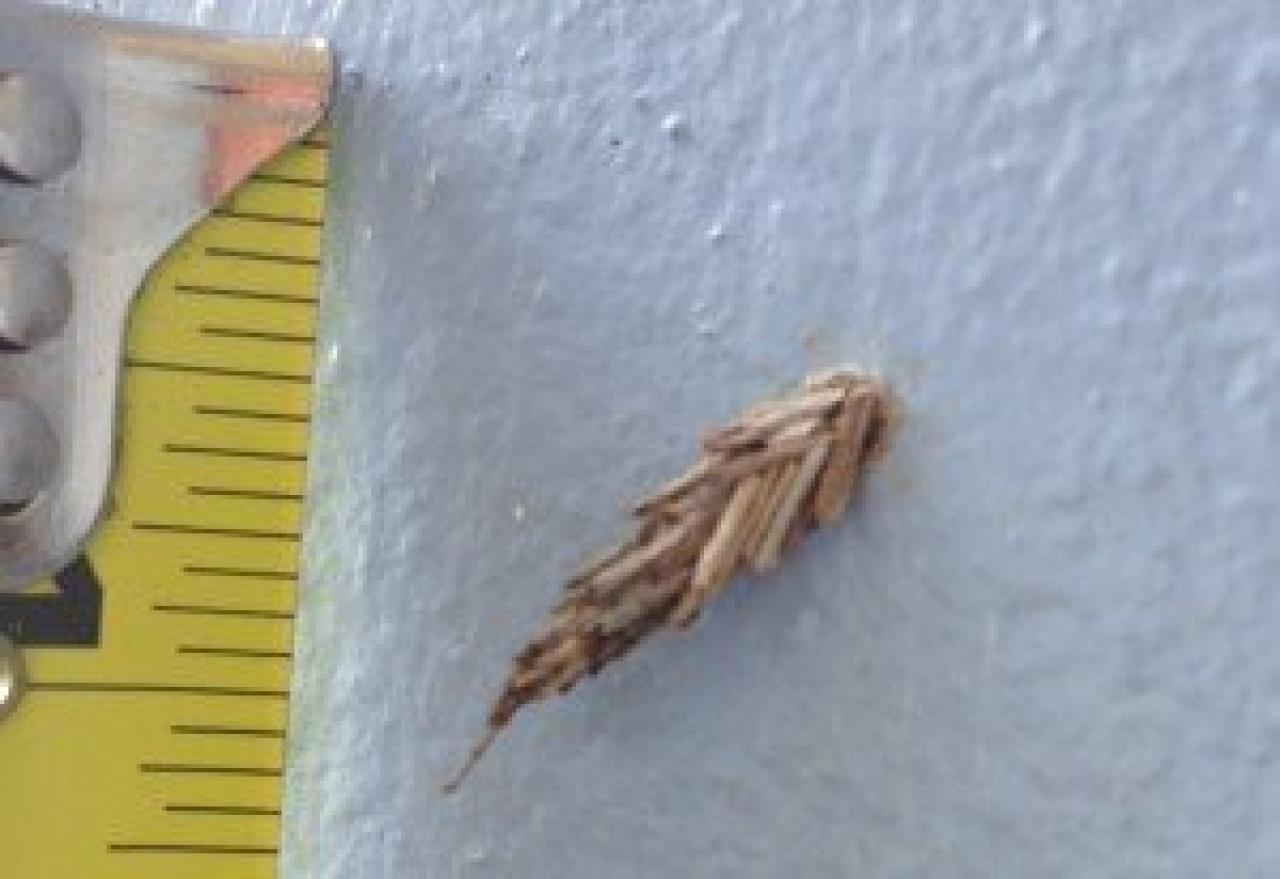 The bagworm caterpillar is safe when left in its tiny house. The bagworm caterpillar is safe when left in its tiny house.