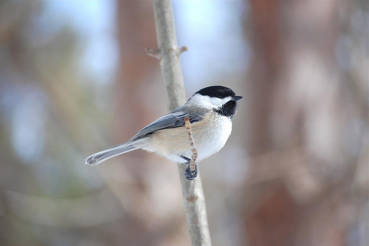 Black-capped chickadee Black-capped chickadee on branch