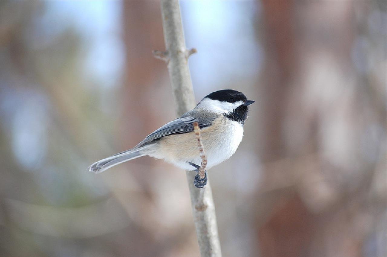 Black capped chickadee.