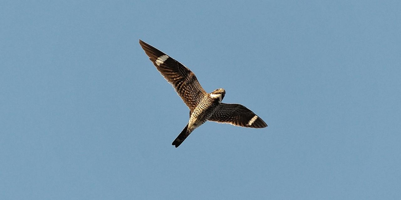 Common nighthawk Common nighthawk