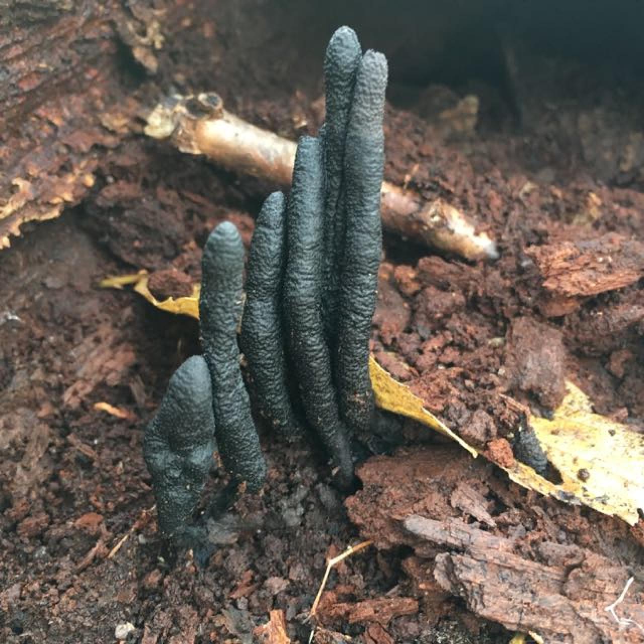 Dead man's finger found at Pine Bend Bluffs Dead man's finger found at Pine Bend Bluffs